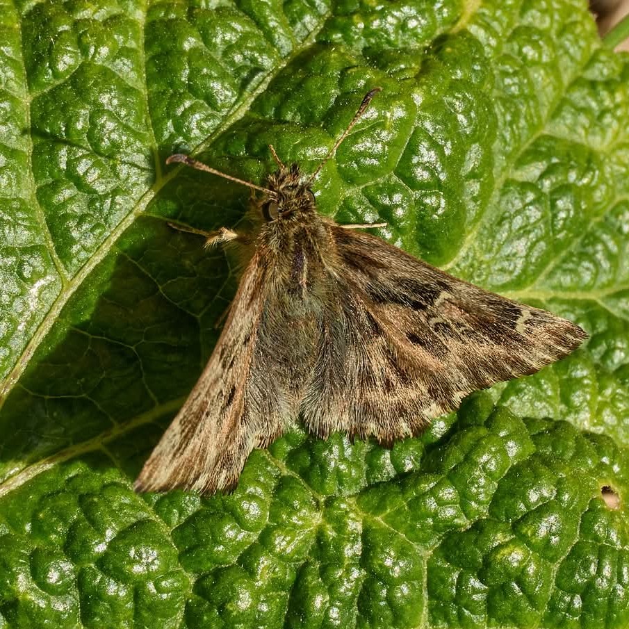 Foto eines Falters auf grünem Blatt