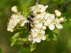 Foto zeigt eine Sandbiene