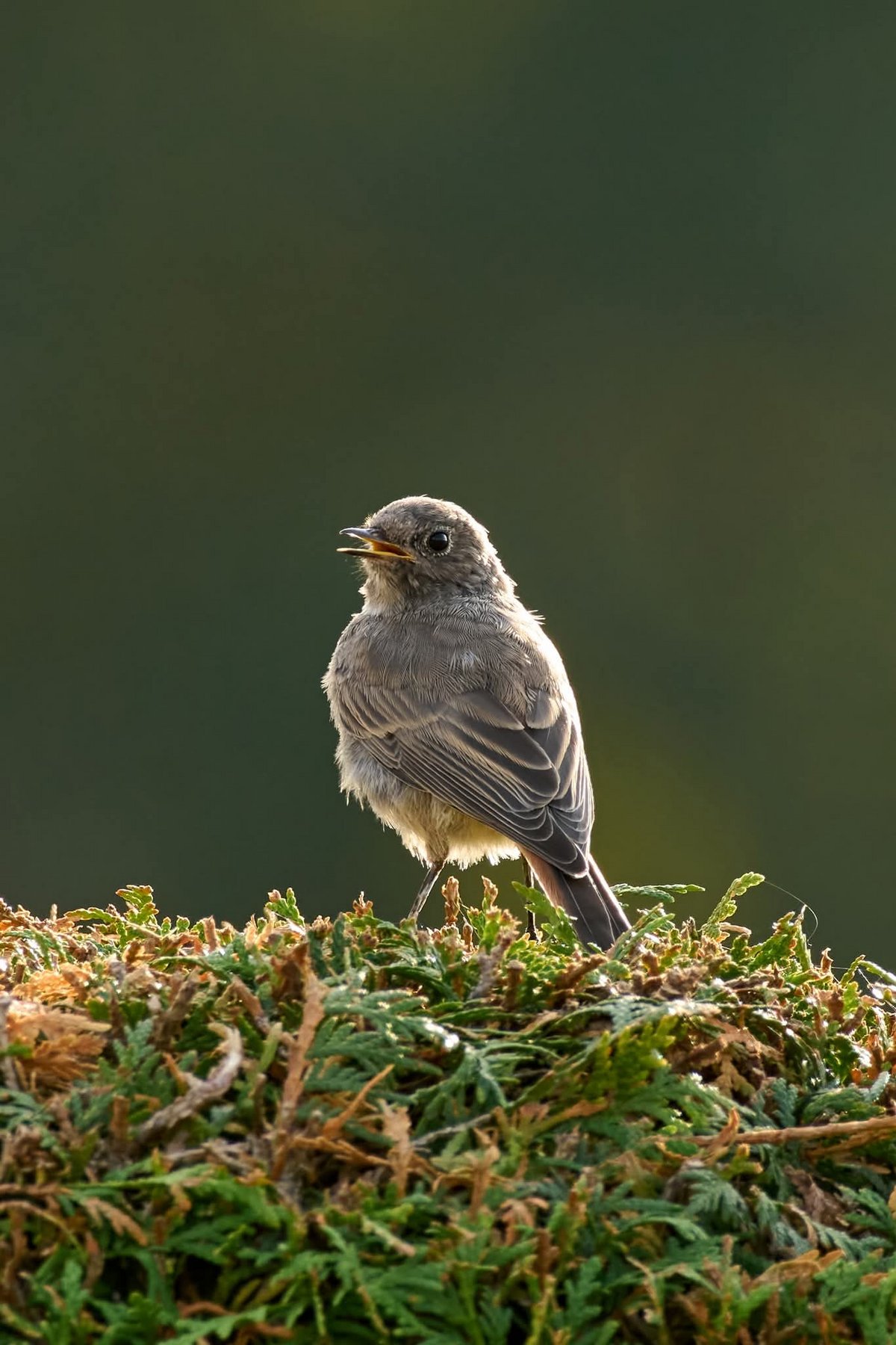 Foto vom Hausrotschwanz