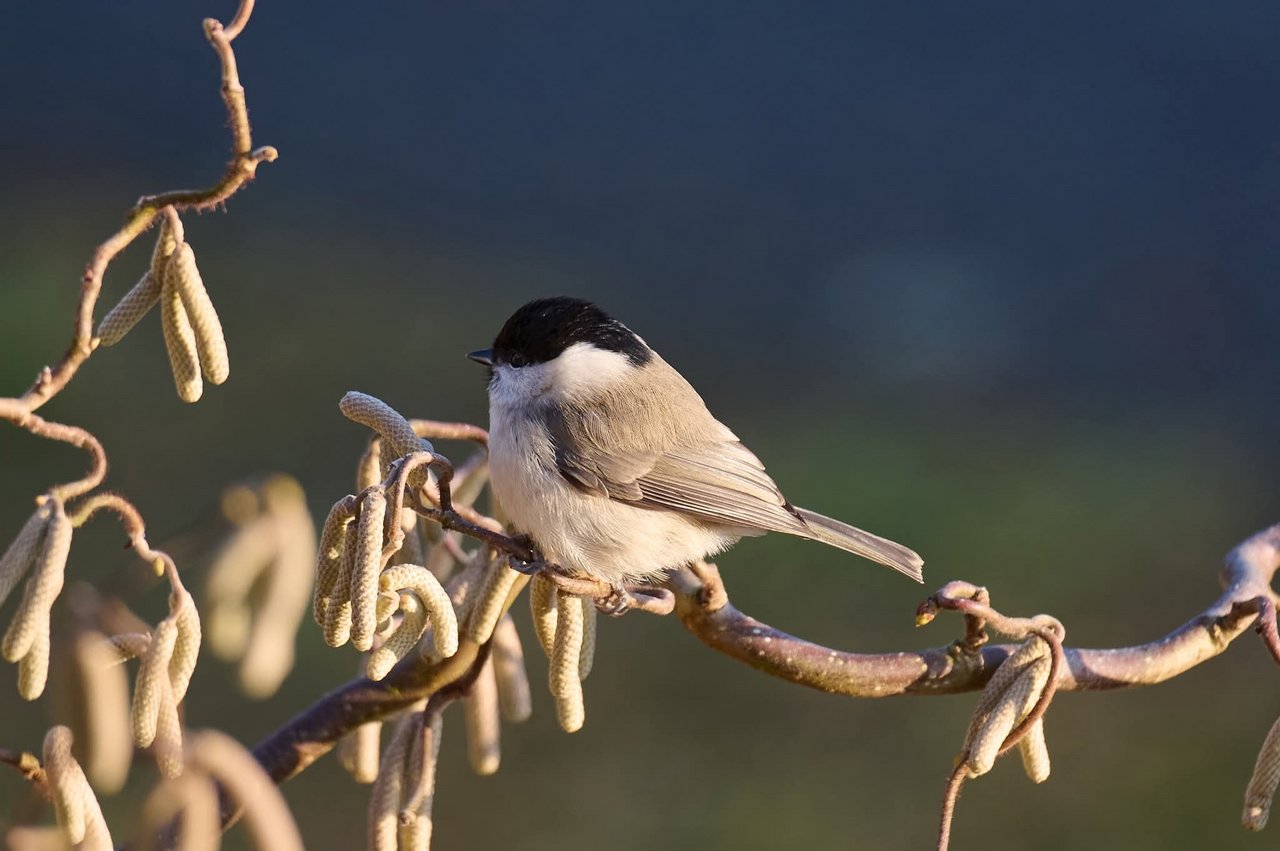 Foto von der Sumpfmeise