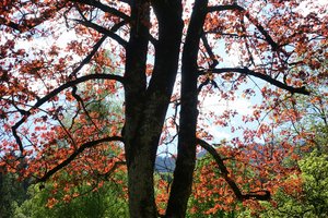 Foto zeigt eine Roteiche